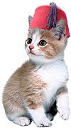 A kitten wearing a fez
